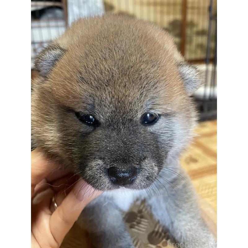 販売中の茨城県の柴犬-412654の3枚目