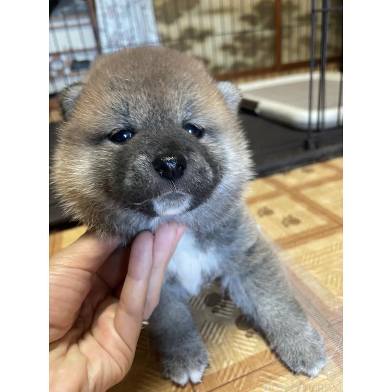 販売中の茨城県の柴犬-412654の2枚目