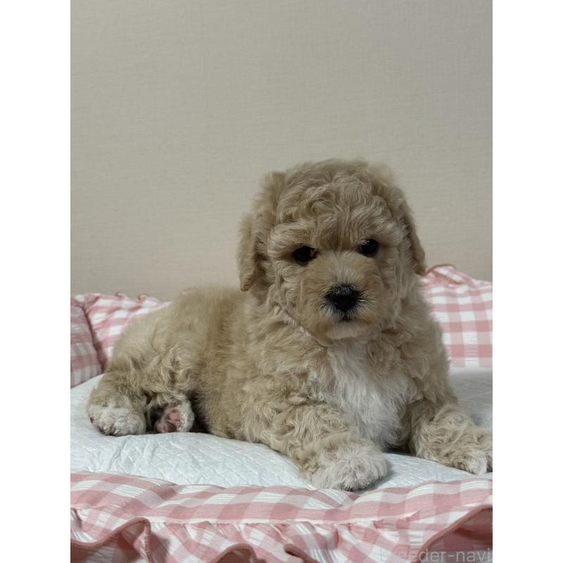 販売中の岐阜県のミックス犬-412657の7枚目