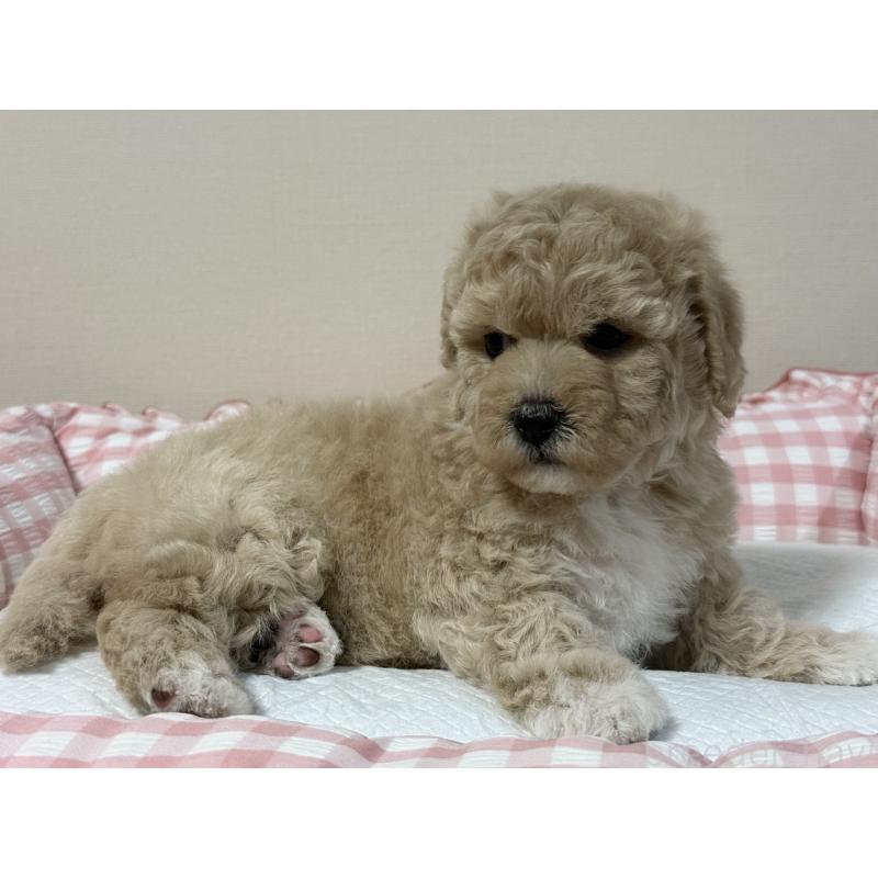 販売中の岐阜県のミックス犬-412657の6枚目
