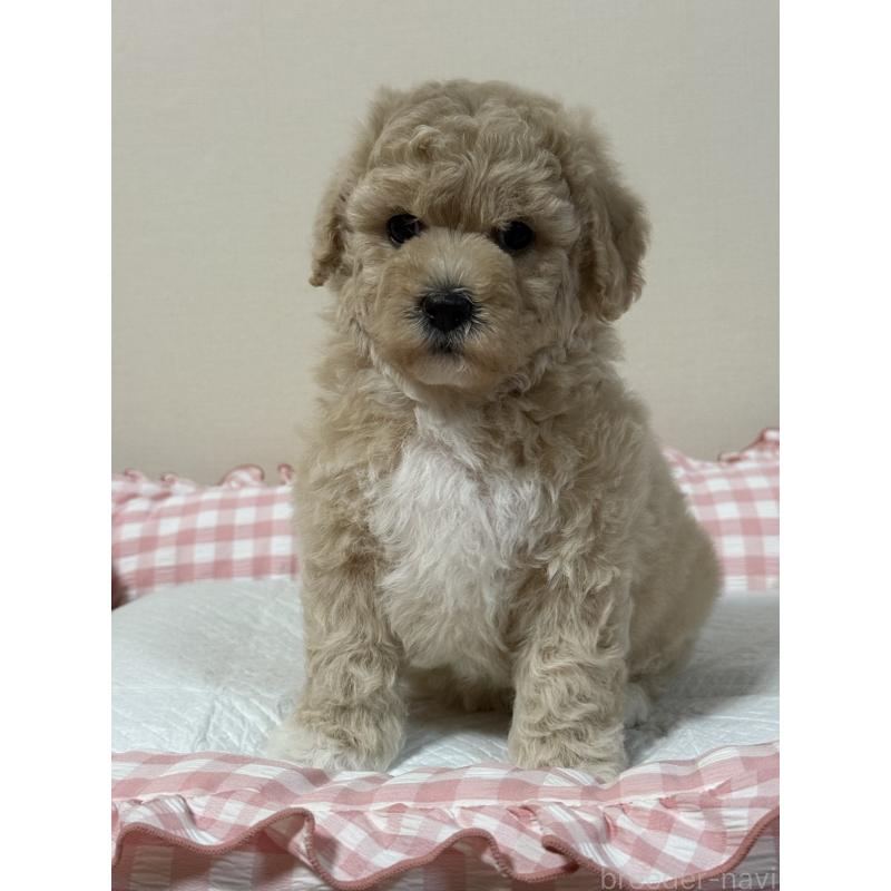 販売中の岐阜県のミックス犬-412657の5枚目