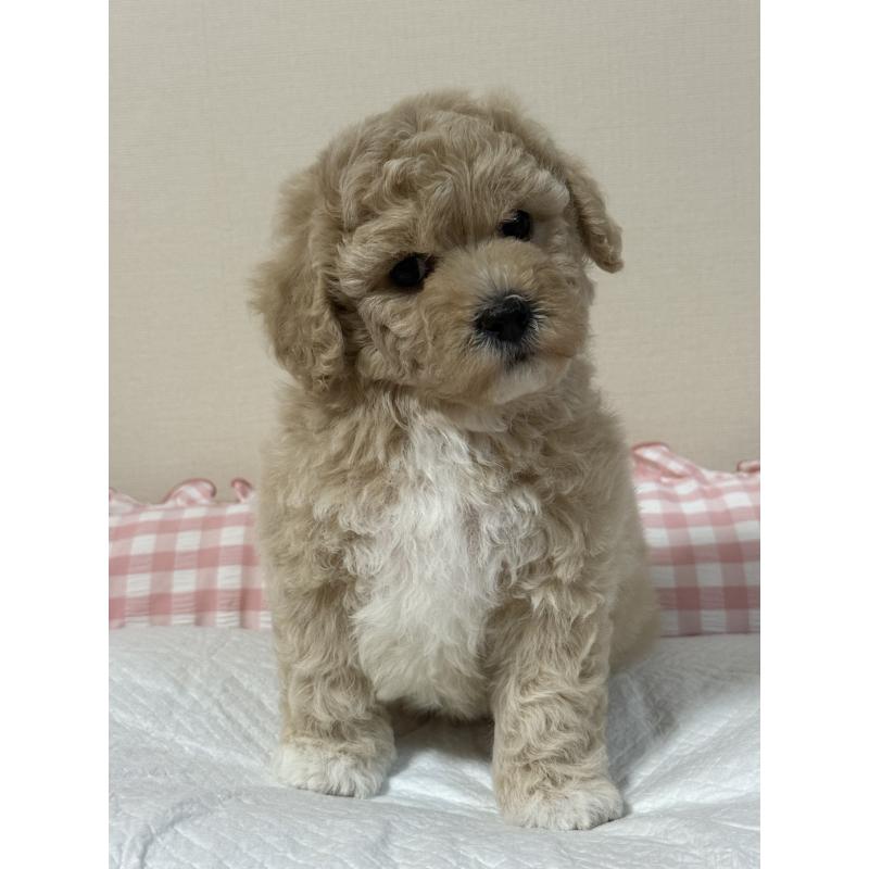 販売中の岐阜県のミックス犬-412657の4枚目
