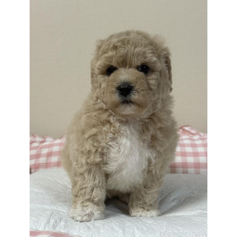 販売中の岐阜県のミックス犬-412657の3枚目