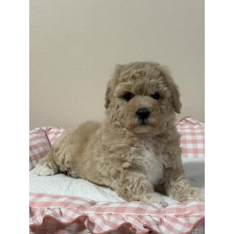 販売中の岐阜県のミックス犬-412657の2枚目
