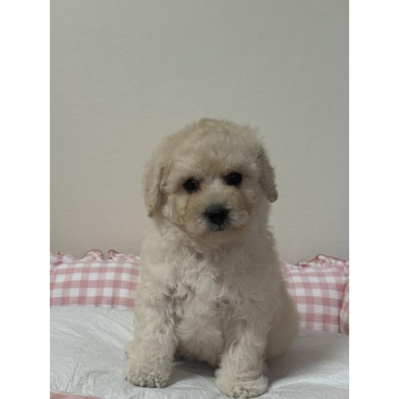 販売中の岐阜県のミックス犬-412658の5枚目
