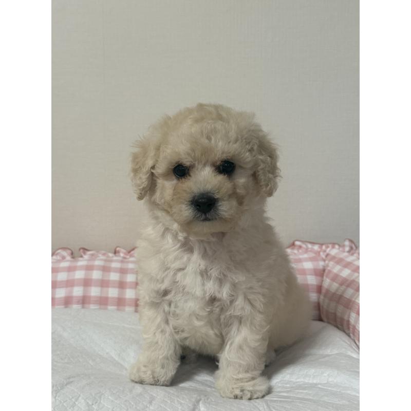 販売中の岐阜県のミックス犬-412658の3枚目