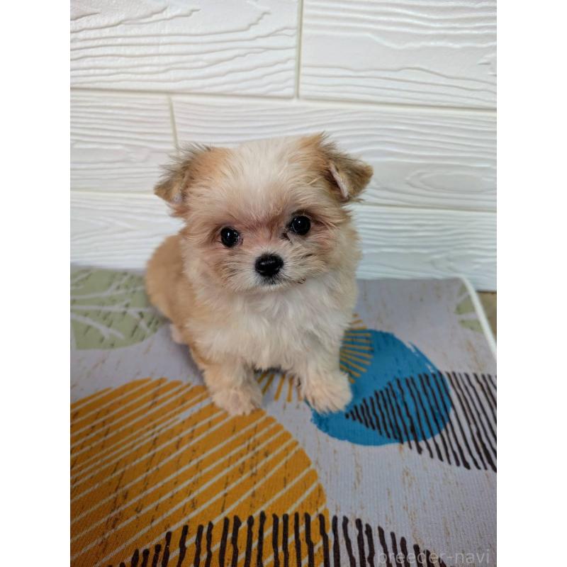 販売中の宮崎県のミックス犬-412667の1枚目