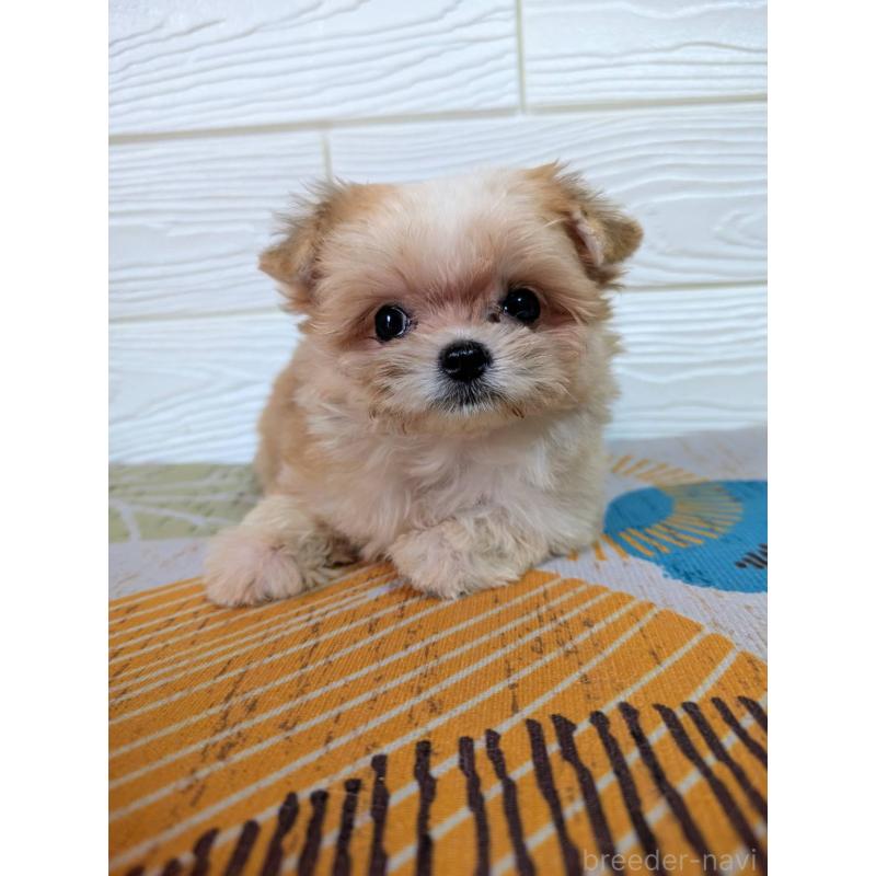 販売中の宮崎県のミックス犬-412667の5枚目