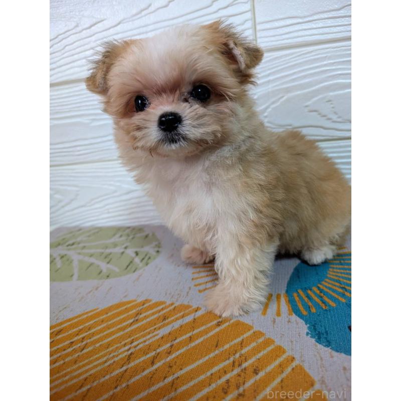 販売中の宮崎県のミックス犬-412667の4枚目