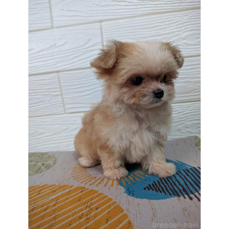 販売中の宮崎県のミックス犬-412667の3枚目