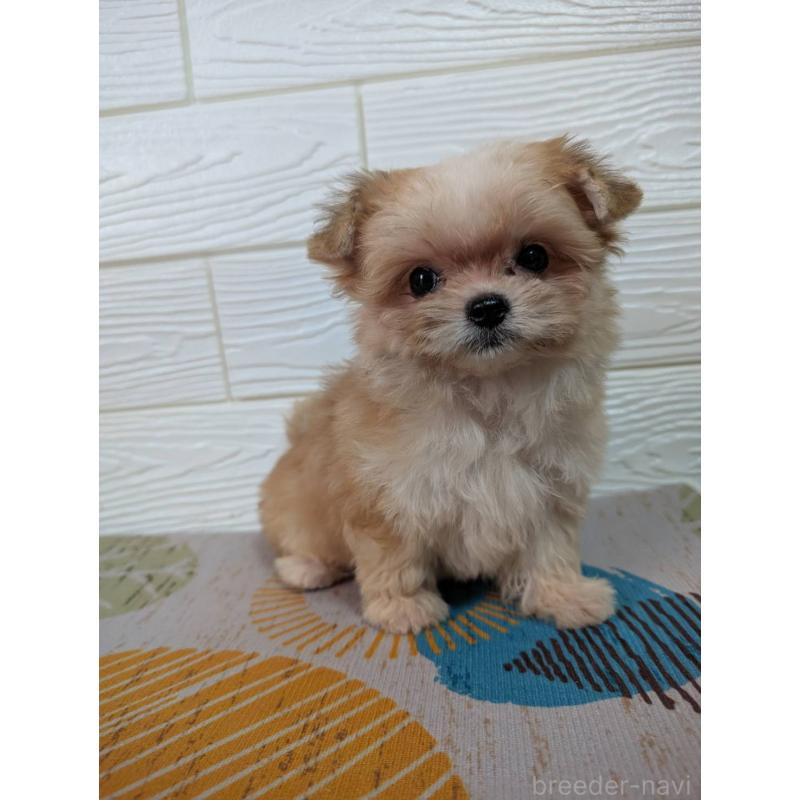 販売中の宮崎県のミックス犬-412667の2枚目