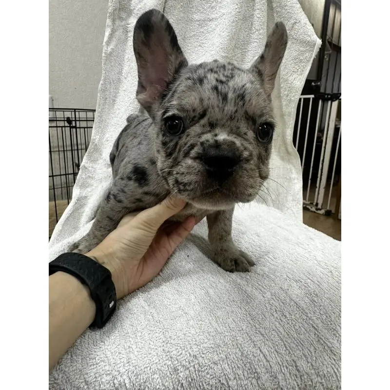 販売中の千葉県のフレンチブルドッグ-412669の4枚目