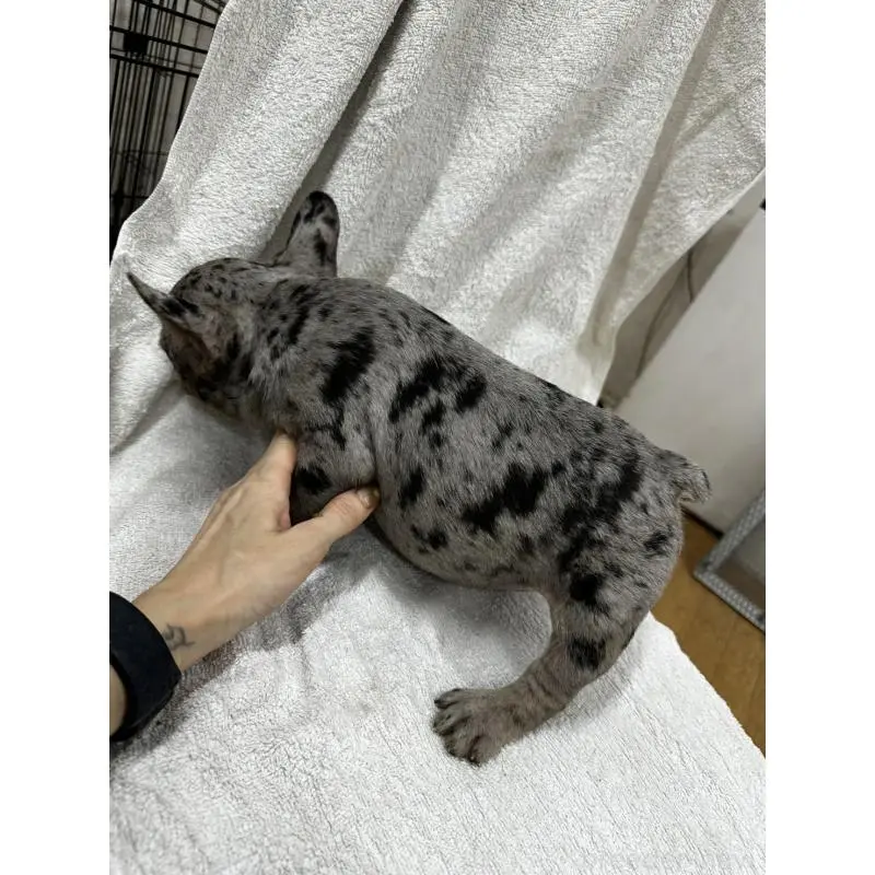販売中の千葉県のフレンチブルドッグ-412669の2枚目