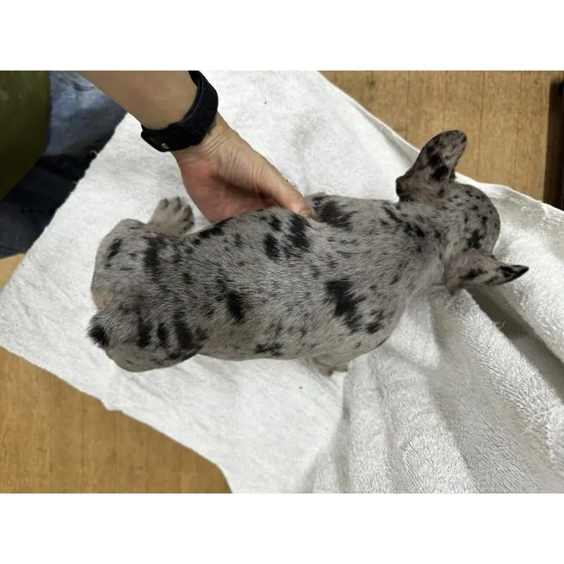 販売中の千葉県のフレンチブルドッグ-412669の3枚目