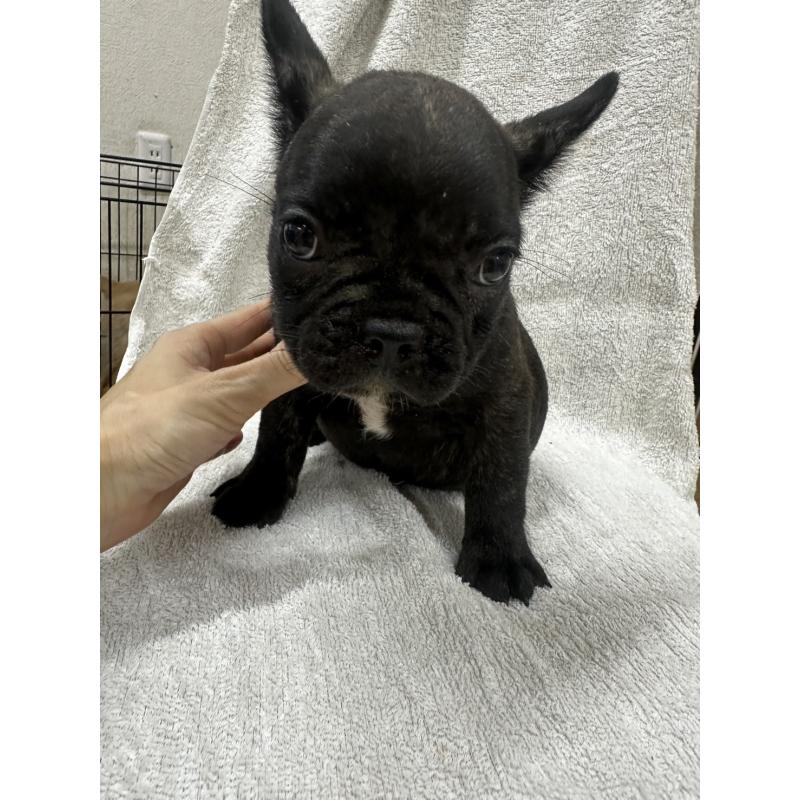 販売中の千葉県のフレンチブルドッグ-412673の5枚目