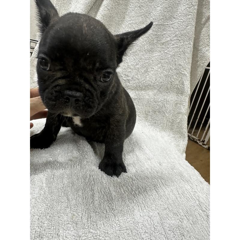 販売中の千葉県のフレンチブルドッグ-412673の4枚目