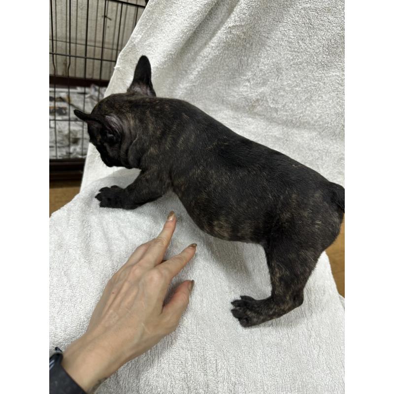 販売中の千葉県のフレンチブルドッグ-412673の3枚目