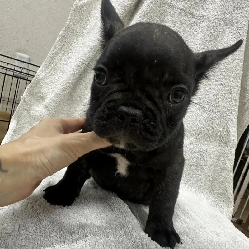 販売中の千葉県のフレンチブルドッグ-412673の1枚目