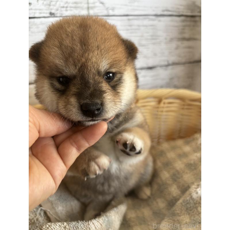 販売中の静岡県の柴犬-412682の6枚目