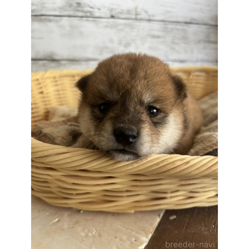 販売中の静岡県の柴犬-412682の4枚目
