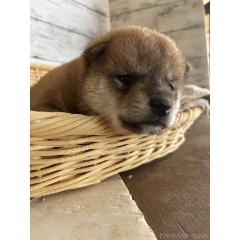 販売中の静岡県の柴犬-412682の3枚目