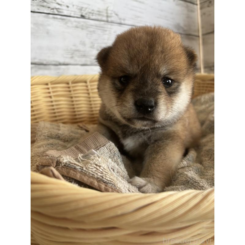 販売中の静岡県の柴犬-412682の1枚目