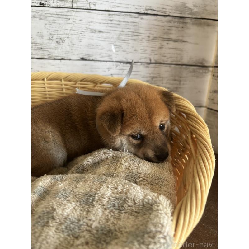 販売中の静岡県の柴犬-412685の5枚目