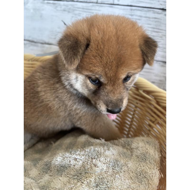 販売中の静岡県の柴犬-412685の4枚目