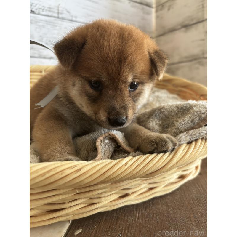 販売中の静岡県の柴犬-412685の3枚目