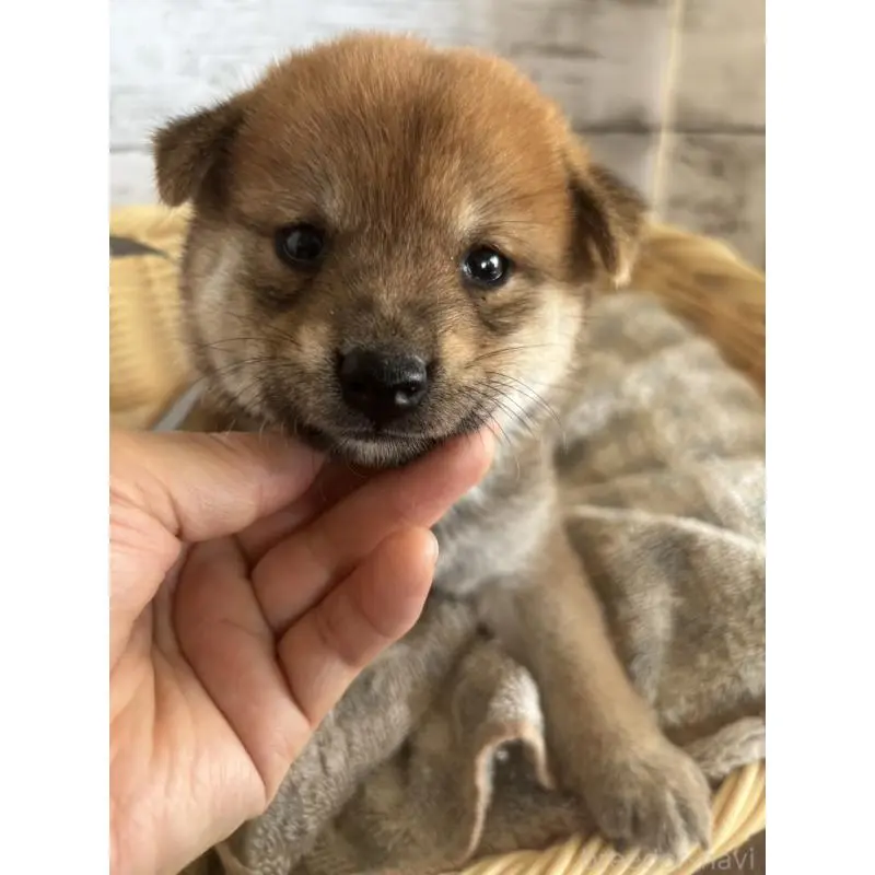 販売中の静岡県の柴犬-412685の2枚目