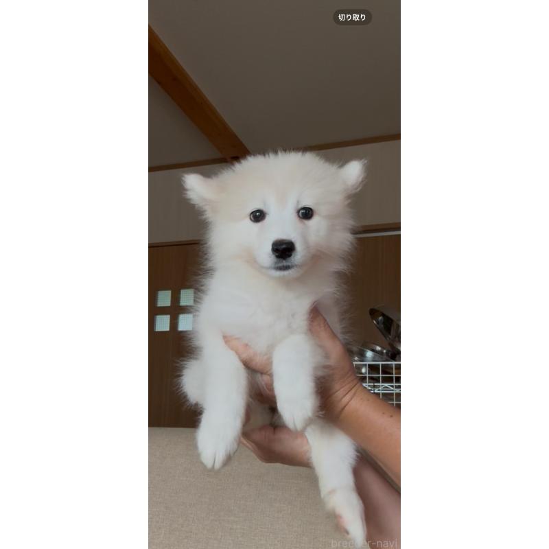販売中の佐賀県のサモエド-412688の2枚目