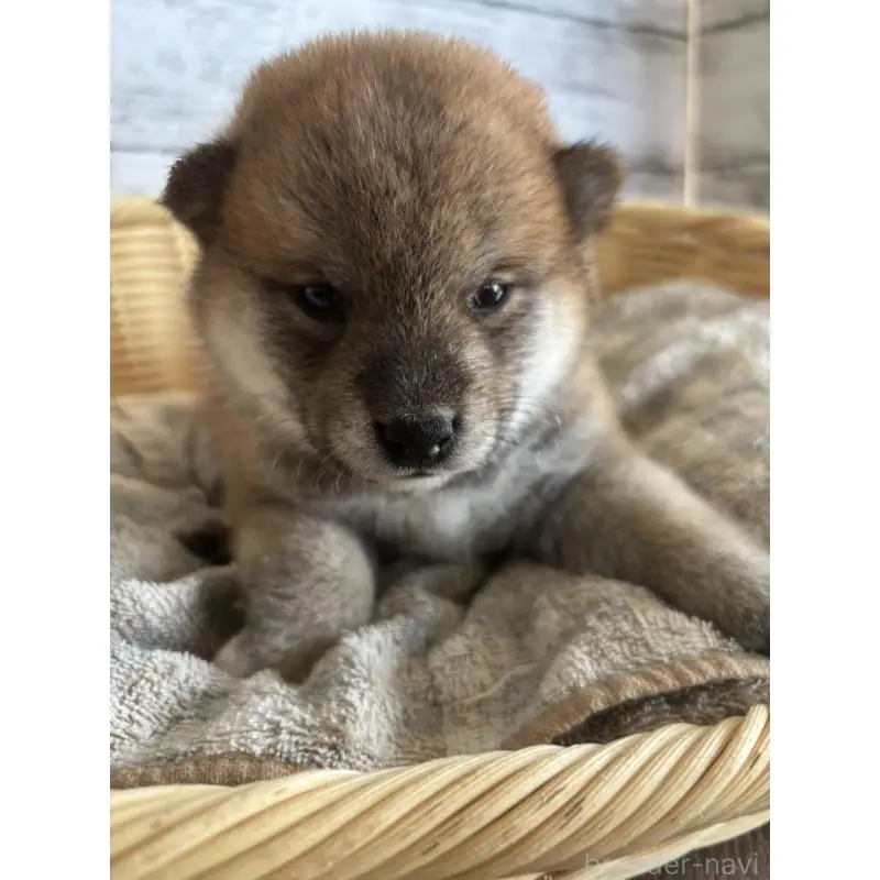 販売中の静岡県の柴犬-412689の1枚目