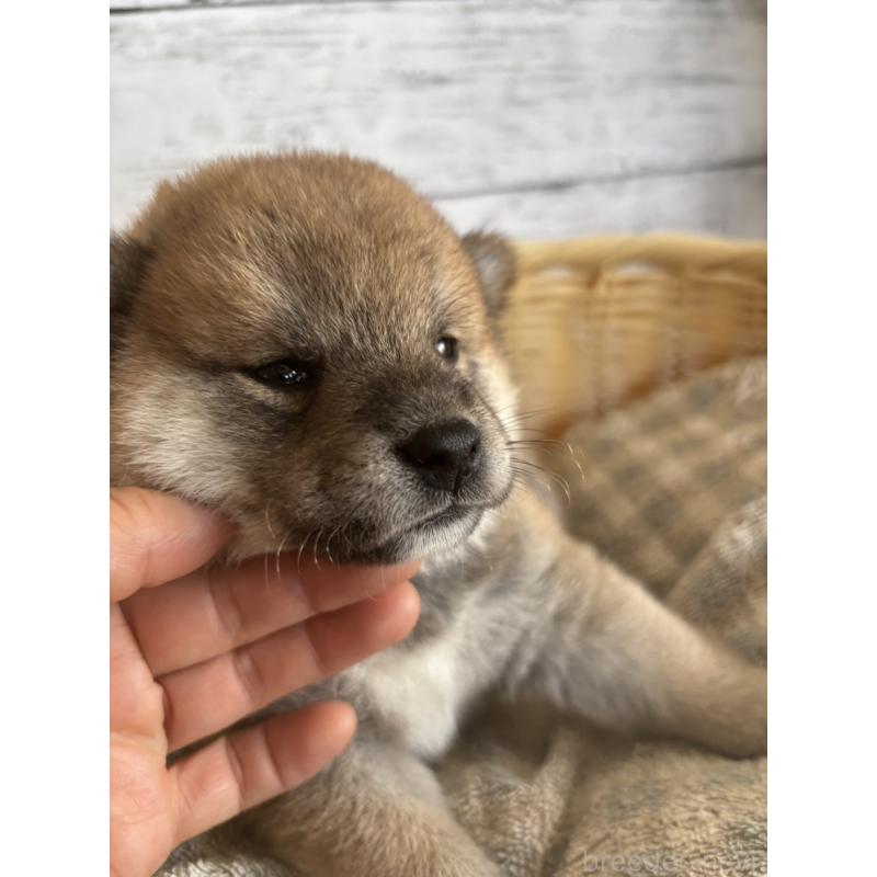 販売中の静岡県の柴犬-412689の6枚目
