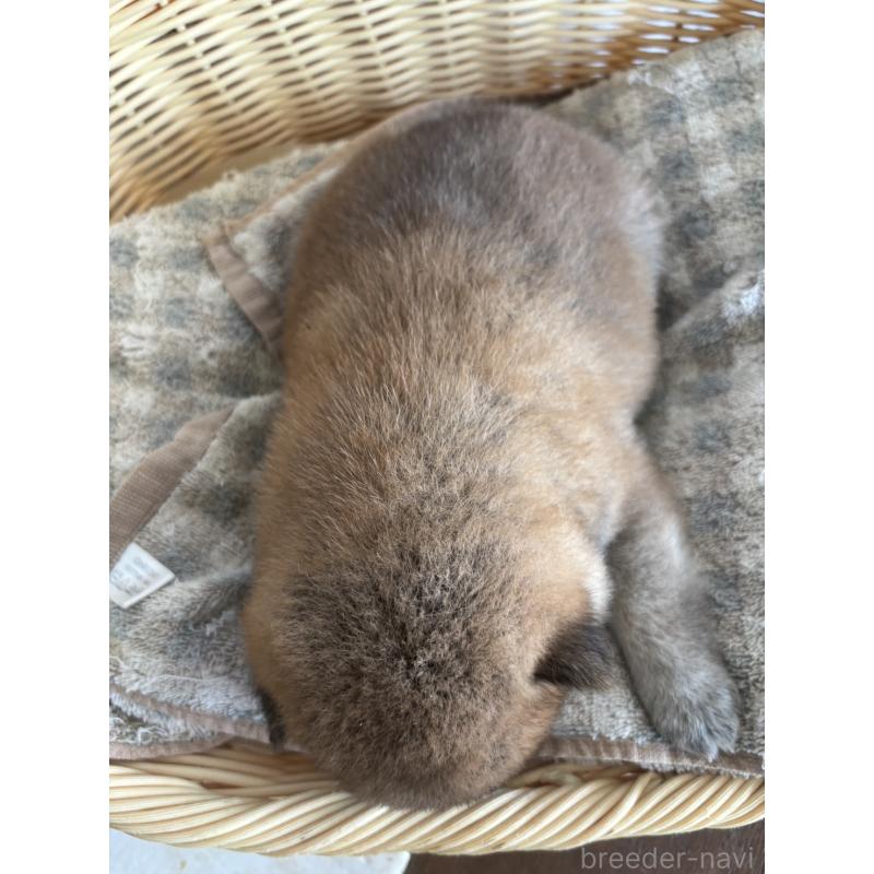 販売中の静岡県の柴犬-412689の5枚目