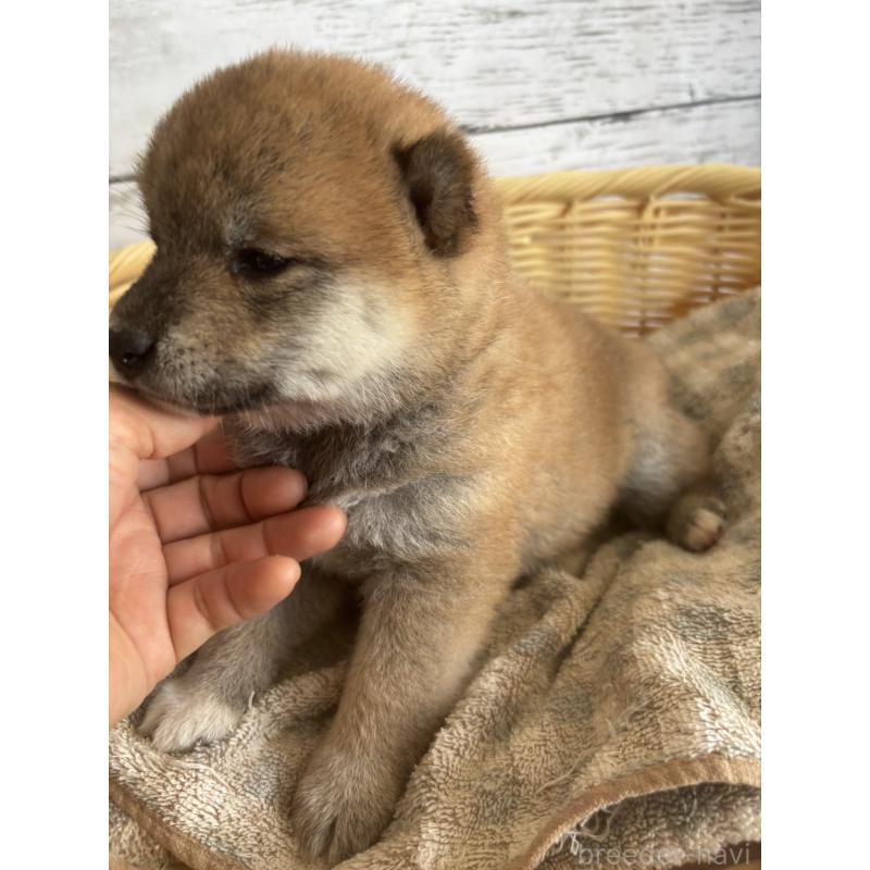販売中の静岡県の柴犬-412689の4枚目