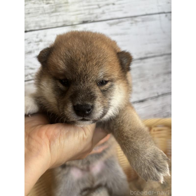 販売中の静岡県の柴犬-412689の3枚目