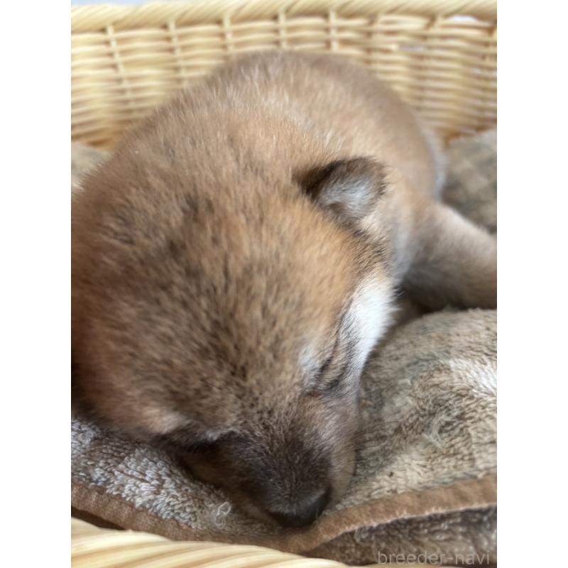 販売中の静岡県の柴犬-412689の2枚目