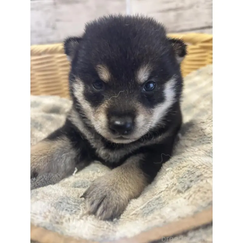 販売中の静岡県の柴犬-412695の1枚目