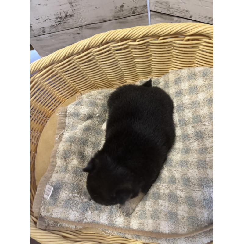 販売中の静岡県の柴犬-412695の5枚目