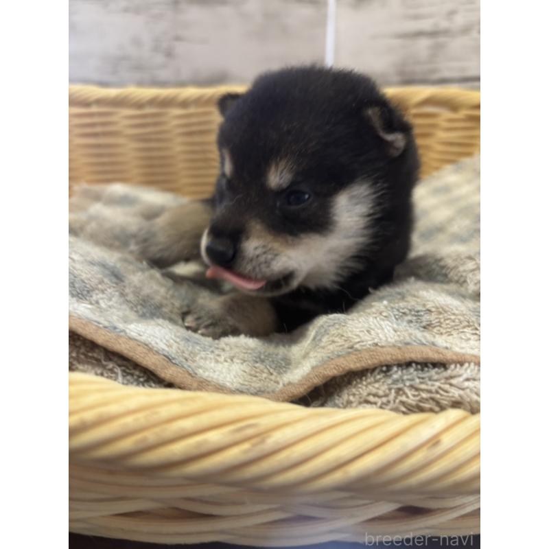 販売中の静岡県の柴犬-412695の4枚目