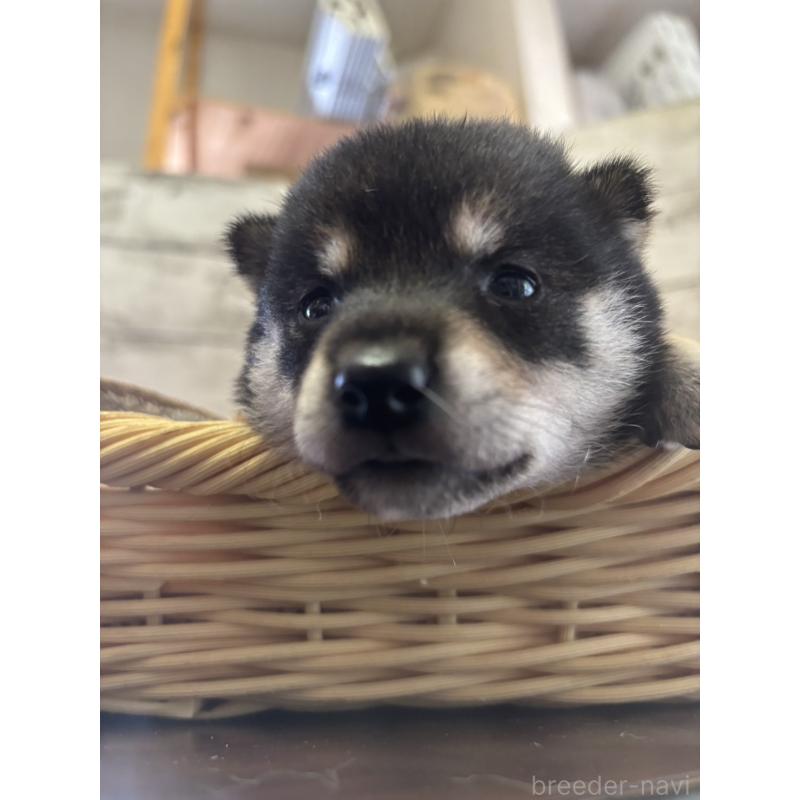 販売中の静岡県の柴犬-412695の2枚目