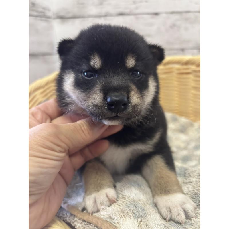 販売中の静岡県の柴犬-412697の6枚目