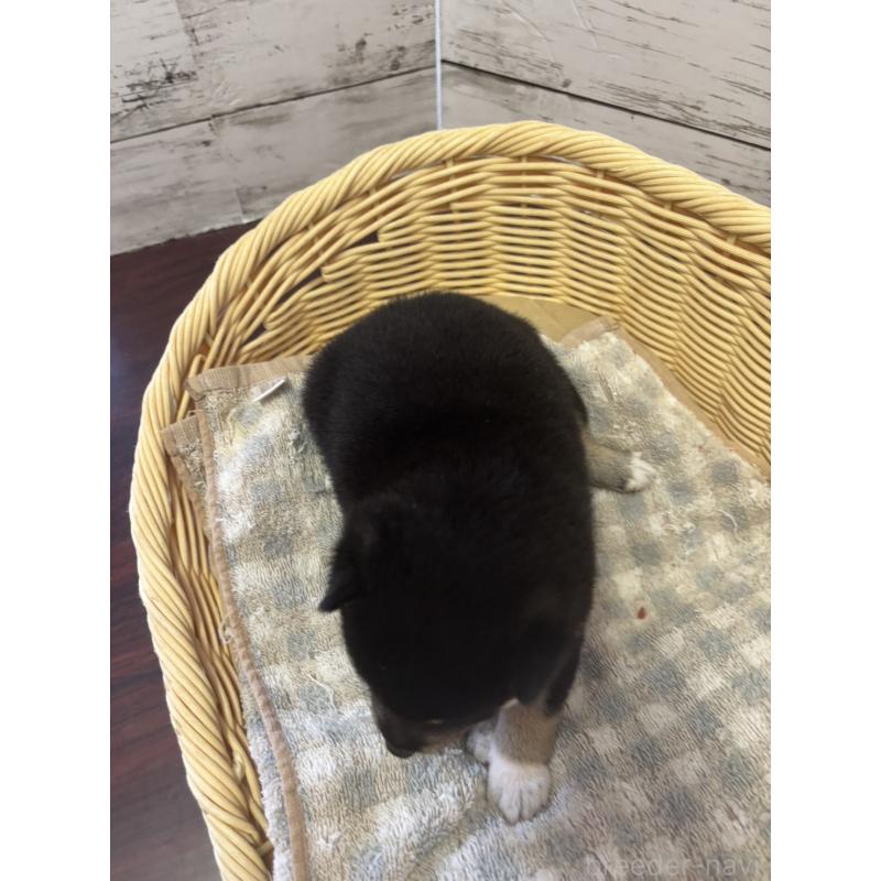 販売中の静岡県の柴犬-412697の5枚目