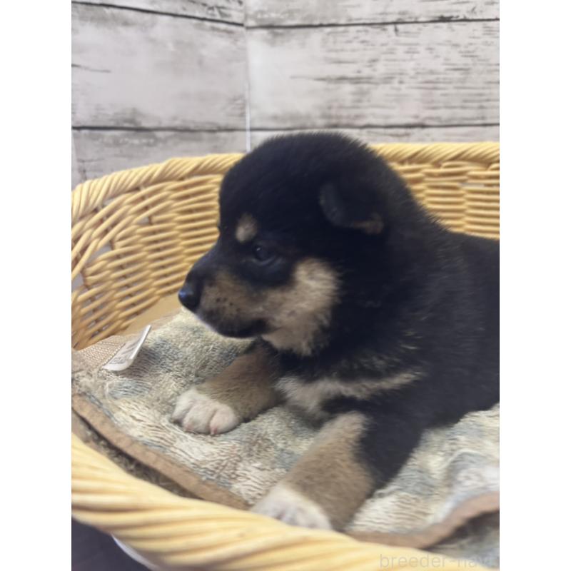販売中の静岡県の柴犬-412697の4枚目