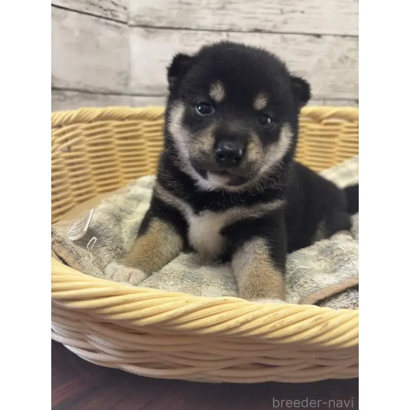 販売中の静岡県の柴犬-412697の1枚目