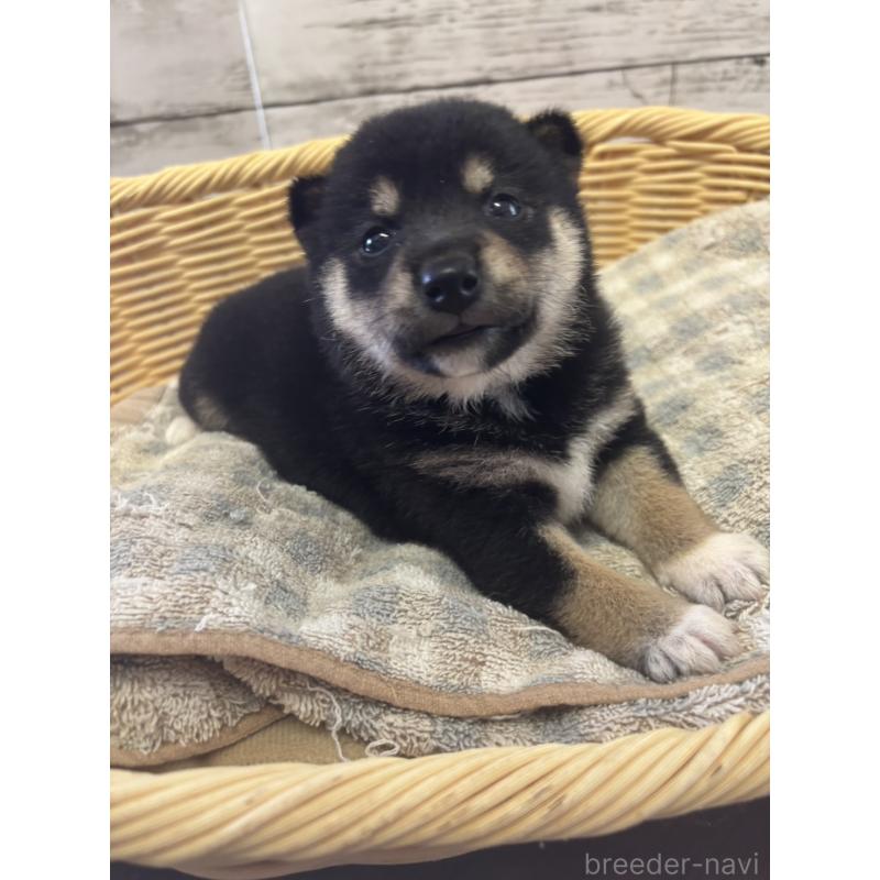 販売中の静岡県の柴犬-412697の3枚目