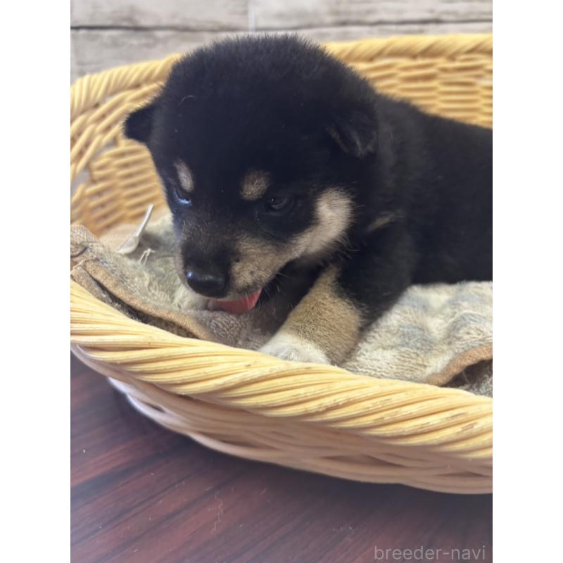 販売中の静岡県の柴犬-412697の2枚目