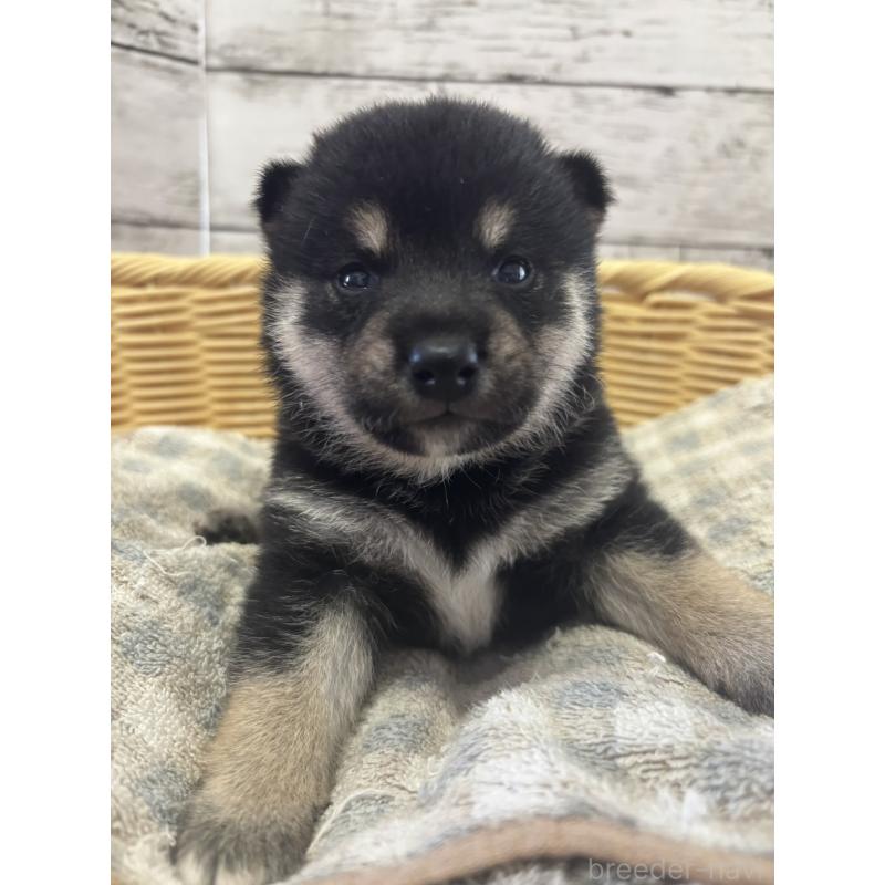 販売中の静岡県の柴犬-412699の1枚目