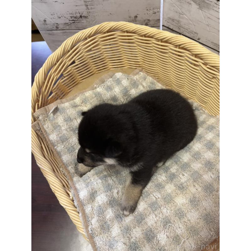 販売中の静岡県の柴犬-412699の6枚目