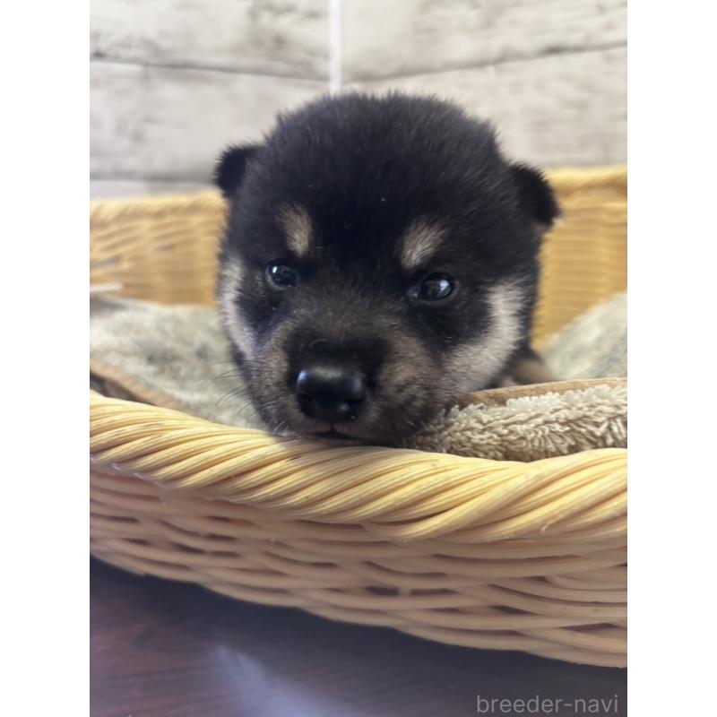 販売中の静岡県の柴犬-412699の5枚目